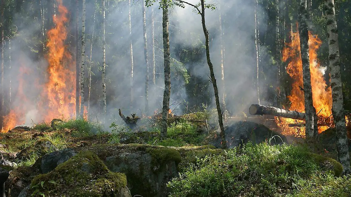 En la última semana, en el estado de Puebla se registraron ocho incendios forestales, con lo que se alcanzaron 44 siniestros en lo va del año